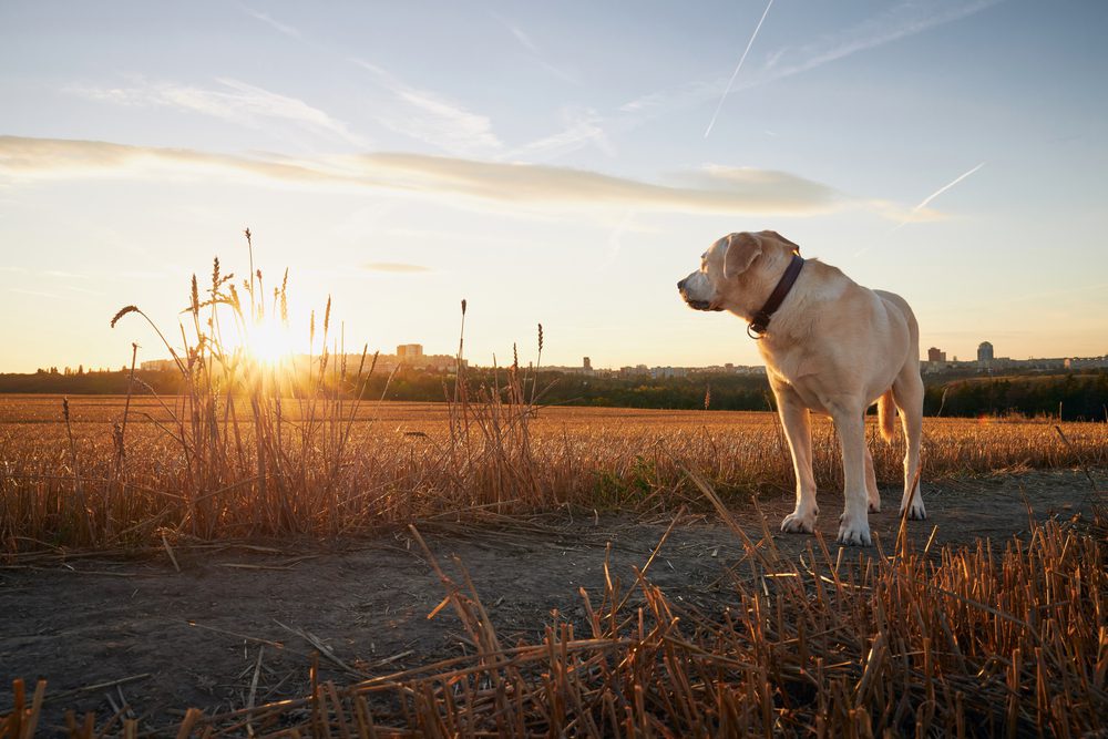 Total Vet Is Mast Cell Tumor in Dogs Fatal