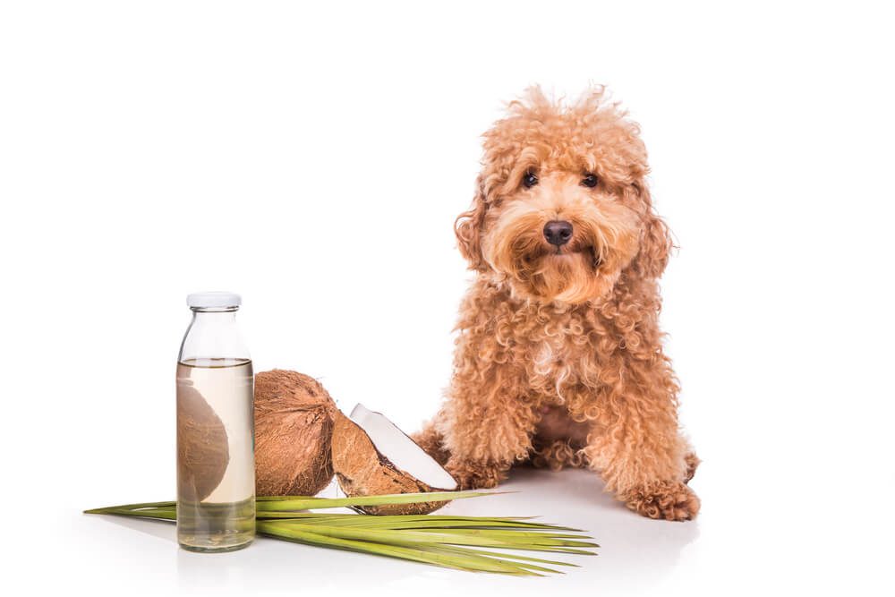 Coconut Oil Dog Dandruff 