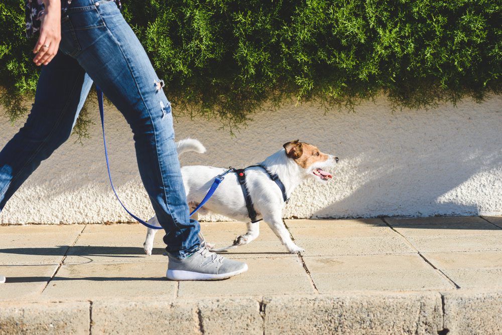 Keep your Dog Mentally Stimulated