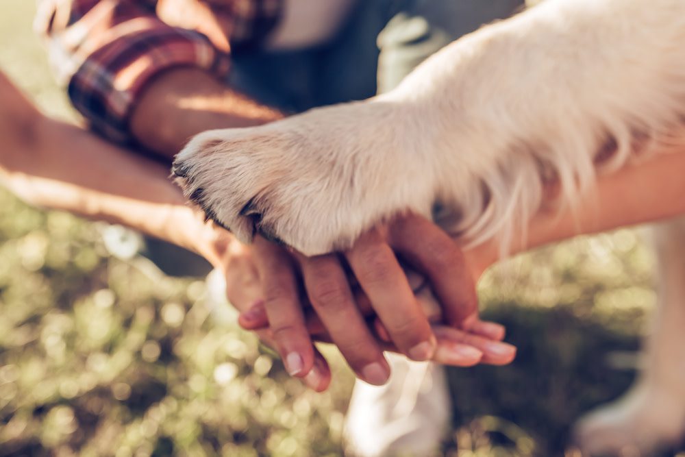 Mental Stimulation for Your Dog