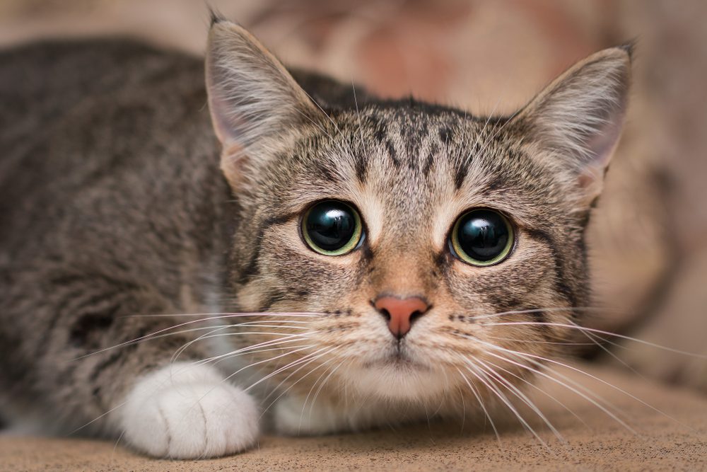 Total Vet possible side effects of cat probiotics