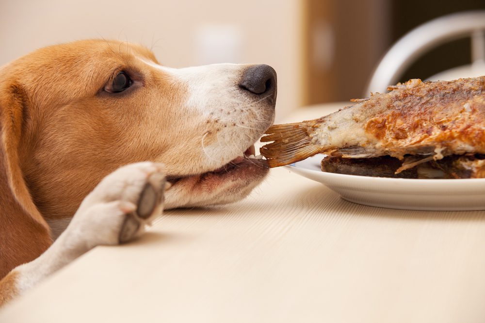 Total Vet Potential Side Effects and Risks of Apoquel for Dogs