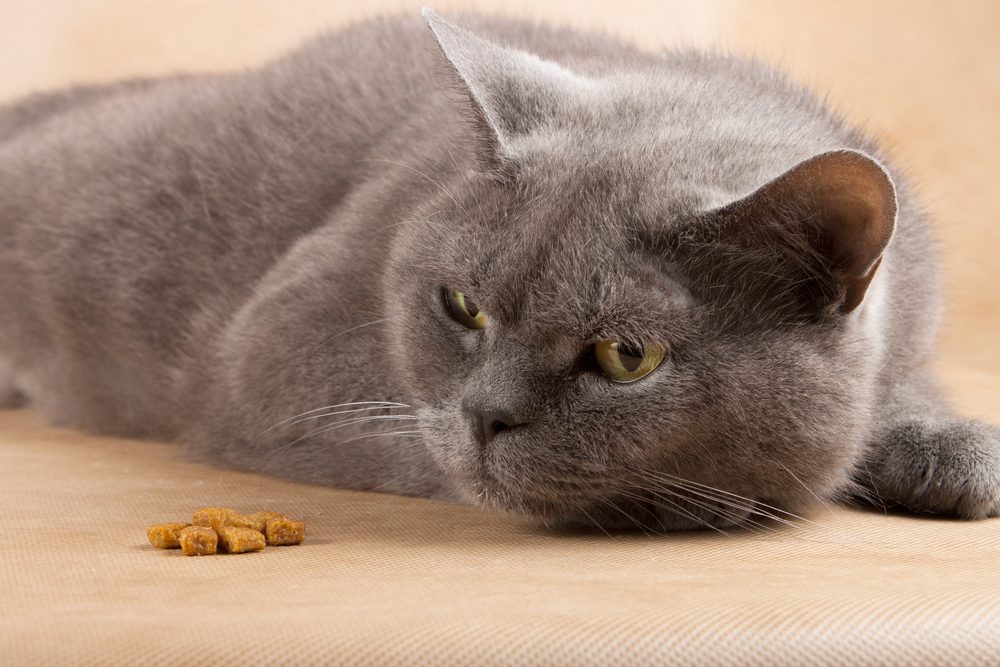Potential Side Effects and Risks of Benadryl for Cats