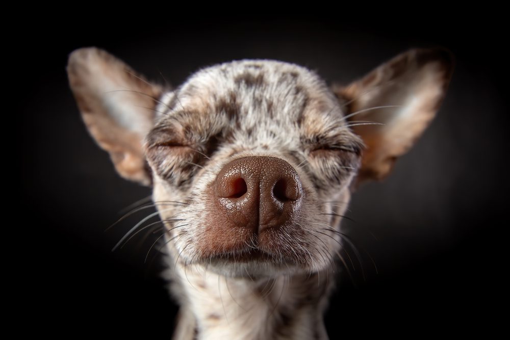 Total Vet Potential Side Effects and Risks of Melatonin for Dogs