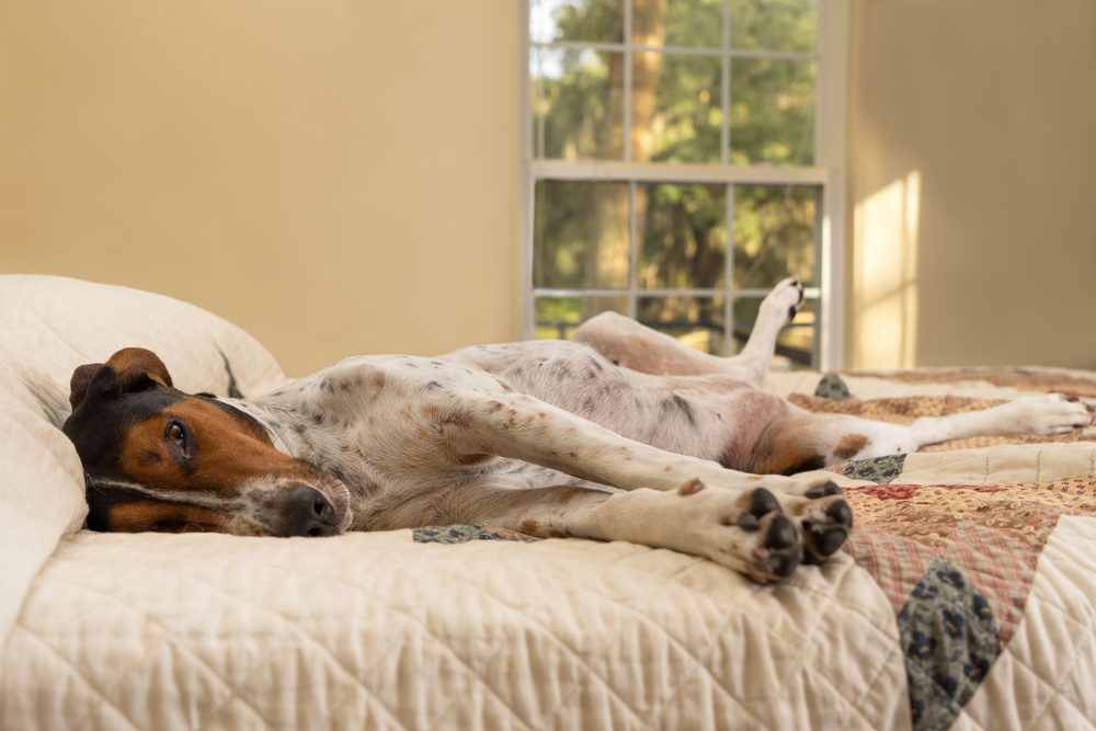 We are taking you to Amazon Total Vet Potential Side Effects and Risks of Metronidazole for Dogs