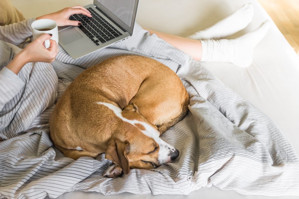 Prednisone Alternatives for Dogs