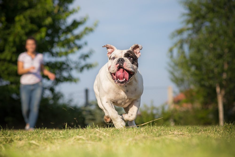 Total Vet Previcox Alternatives for Dogs