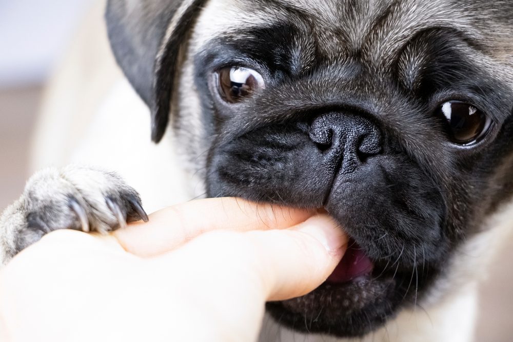 Total Vet Previcox Dosage for Dogs