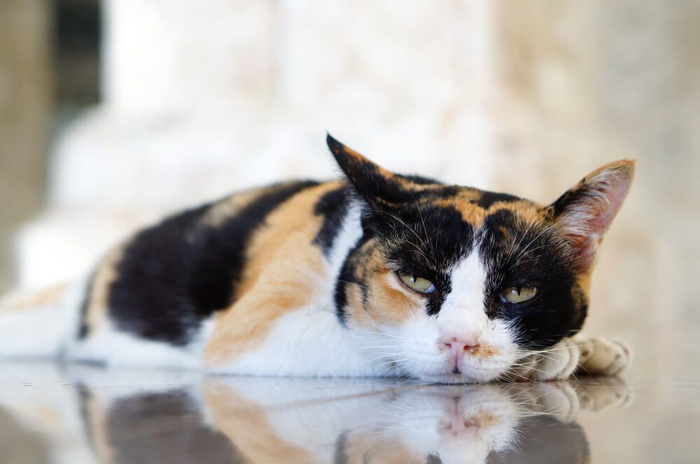 Probiotics for cats with ibd hotsell