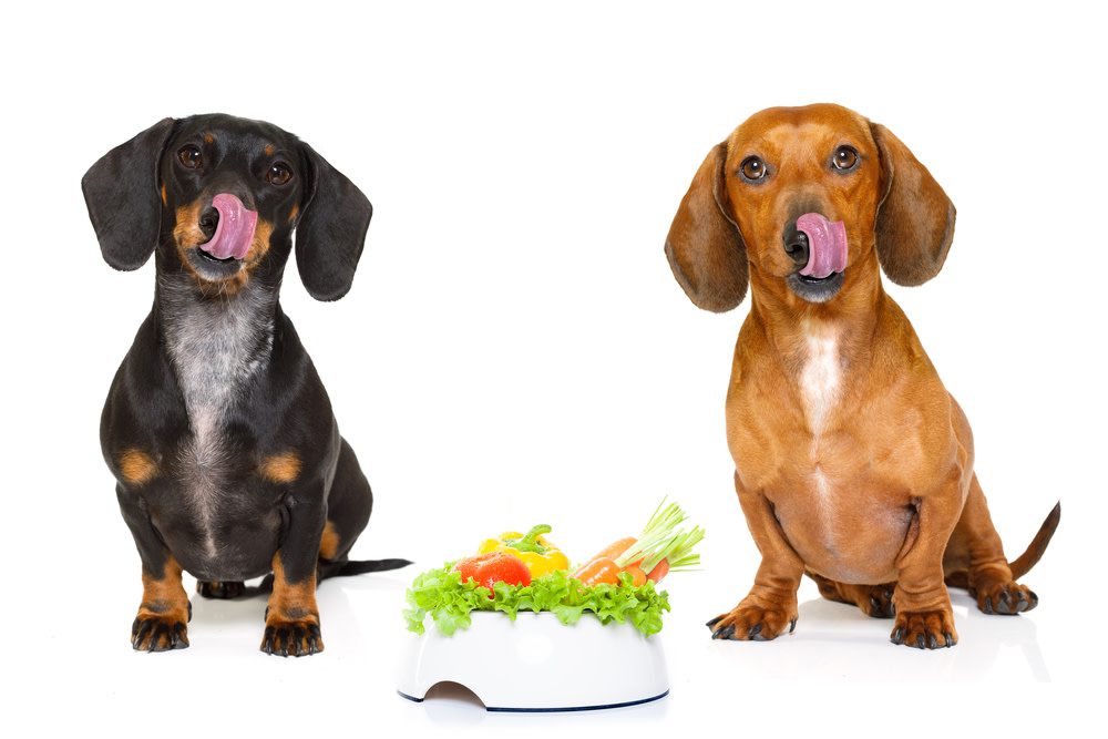 Probiotics Vs. Digestive Enzymes for Dogs