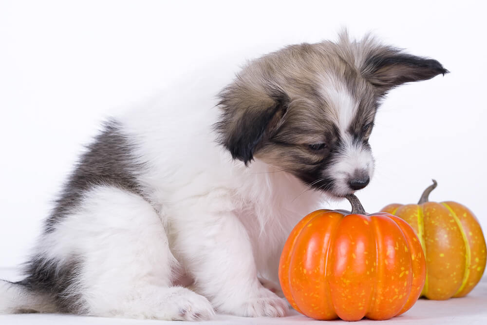 Pumpkin for Dogs