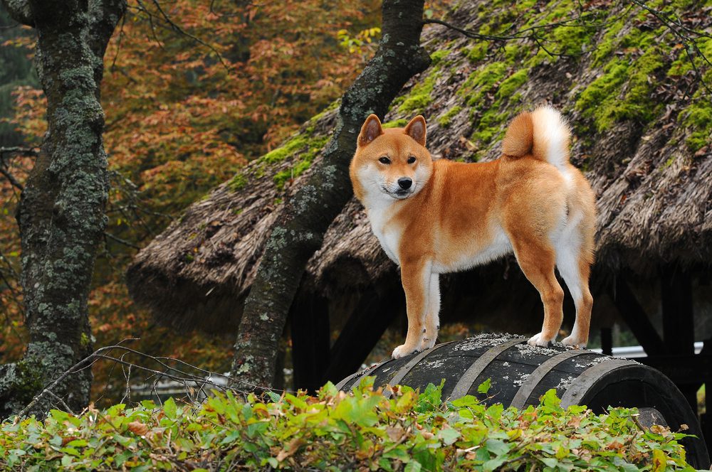 Total Vet Shiba Inu