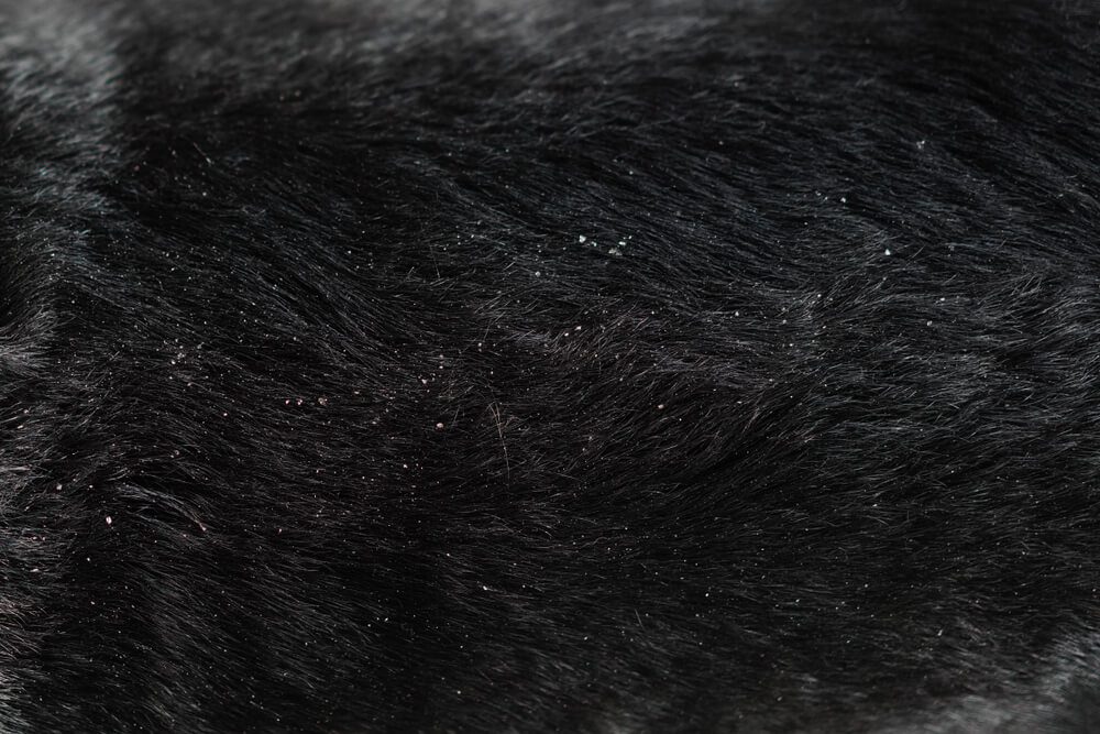 Should I be Worried if My Dog has Dandruff