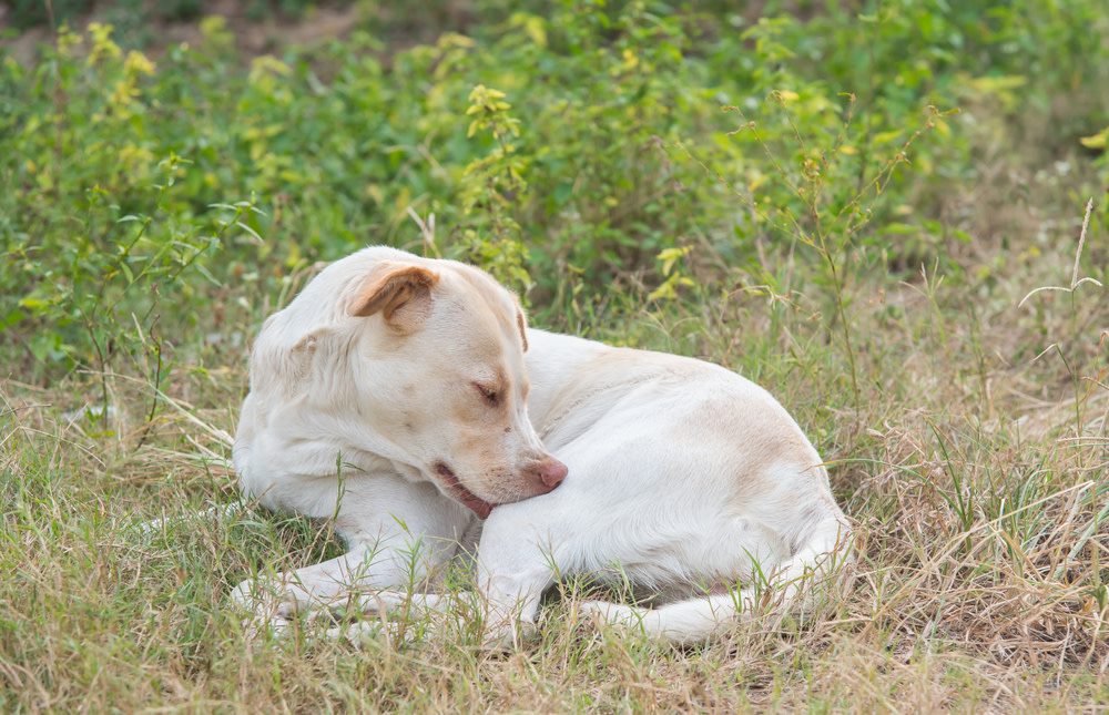 Signs Your Dog Has Skin Problems