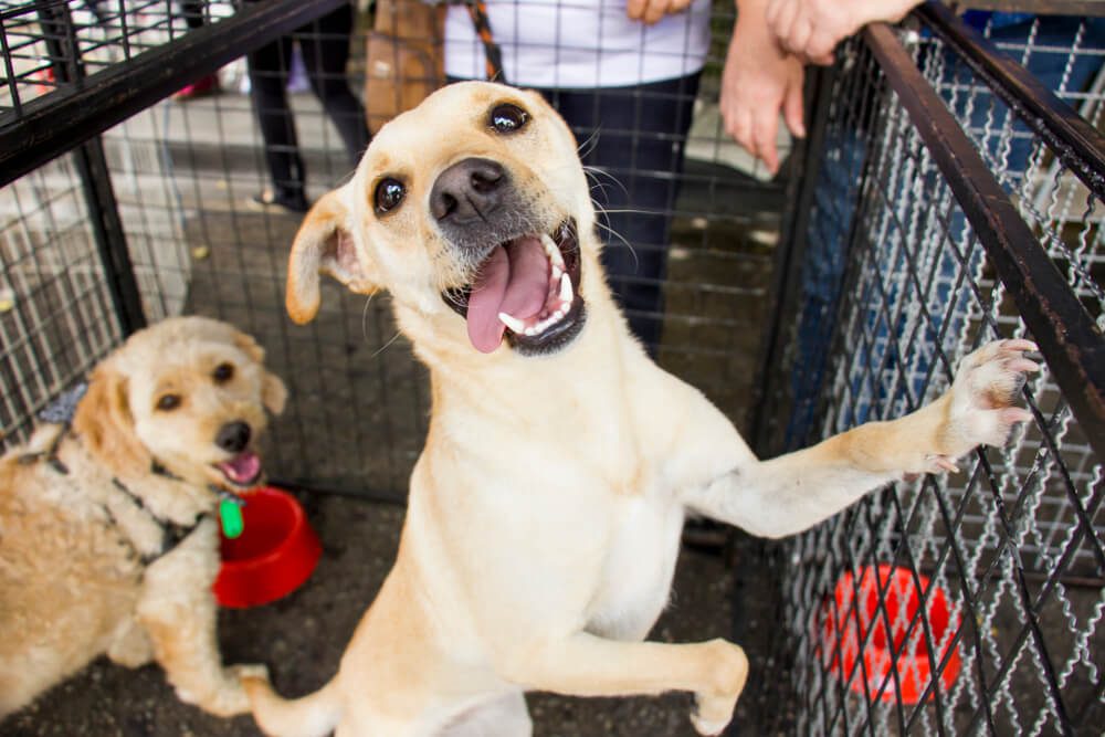 Total Vet The Adoption Process What to Expect