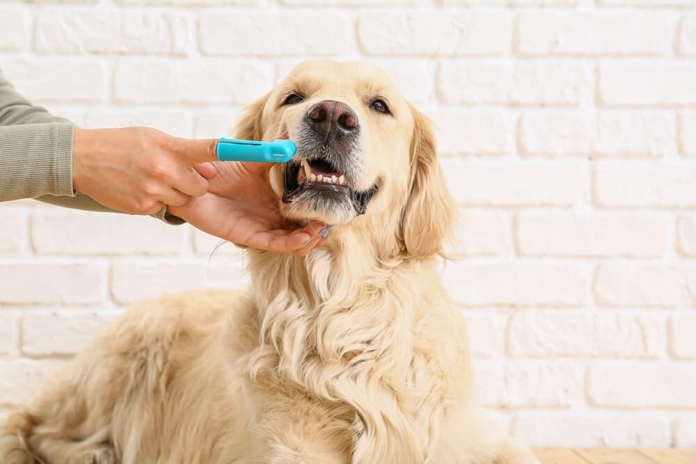 Best Dog Toothpaste