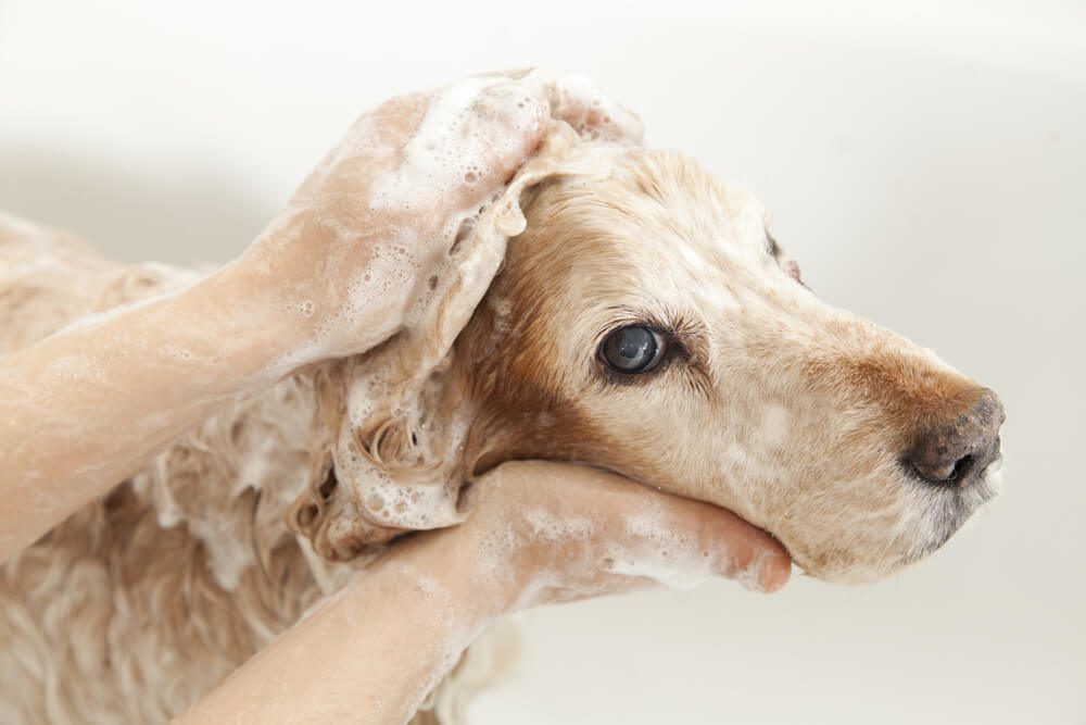 oatmeal shampoo for dogs