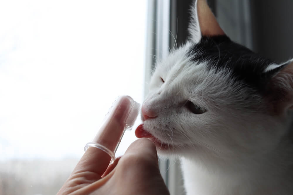 Best Cat Toothpaste