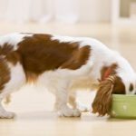 The Honest Kitchen Dog Food