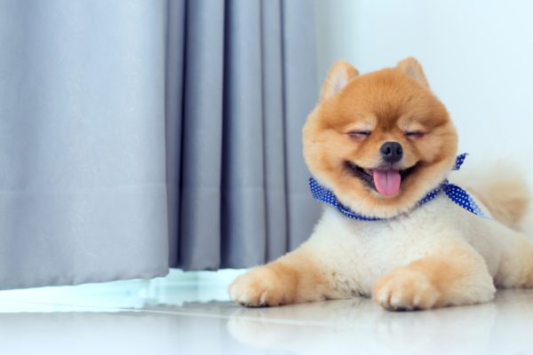 Pomeranian dog panting 