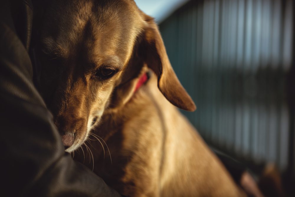 tradozone for calmness and relaxation in dogs