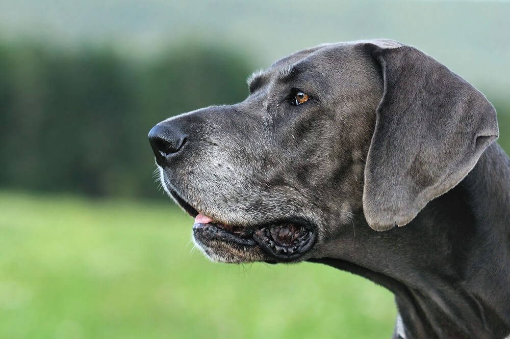 Total Vet what causes arthritis in big dogs