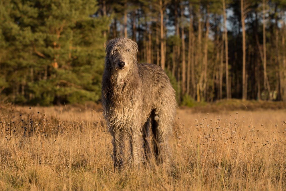 What Causes Bone Cancer in Dogs