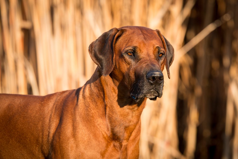 Total Vet What Causes Mast Cell Tumors in Dogs