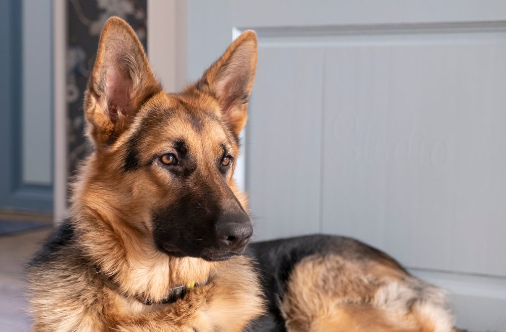 Total Vet What Causes Testicular Cancer in Dogs