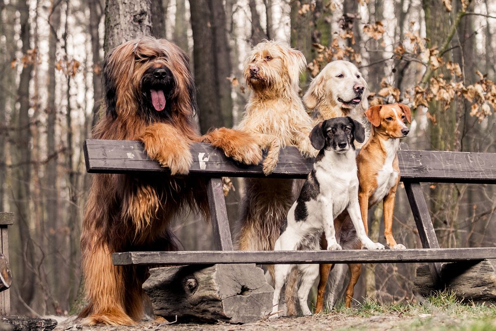 Total Vet What Causes a Dog to Get Kidney Cancer