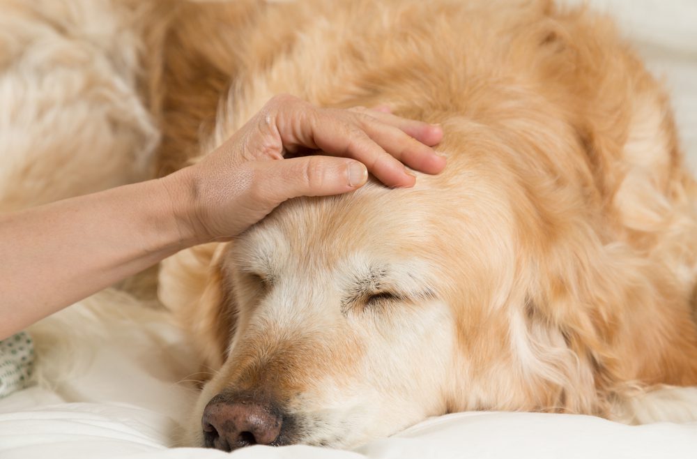 Total Vet What are the Final Stages of Bladder Cancer in Dogs