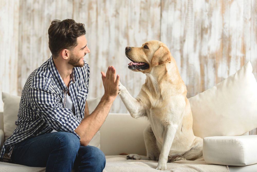 Total Vet What are the Benefits of Salmon Oil for Dogs