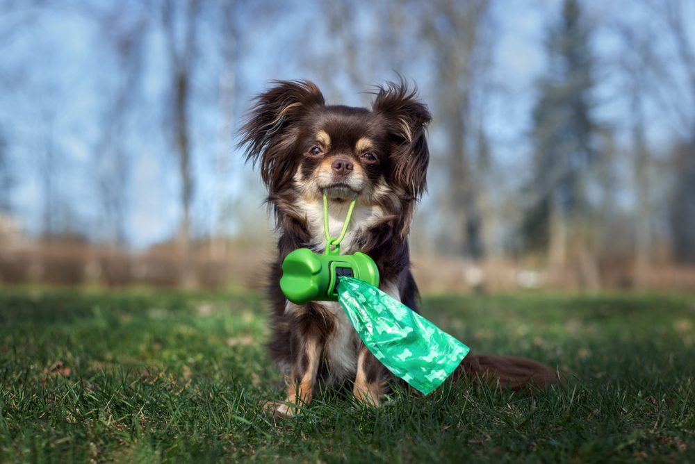 Total Vet What are the Side Effects of Salmon Oil for Dogs