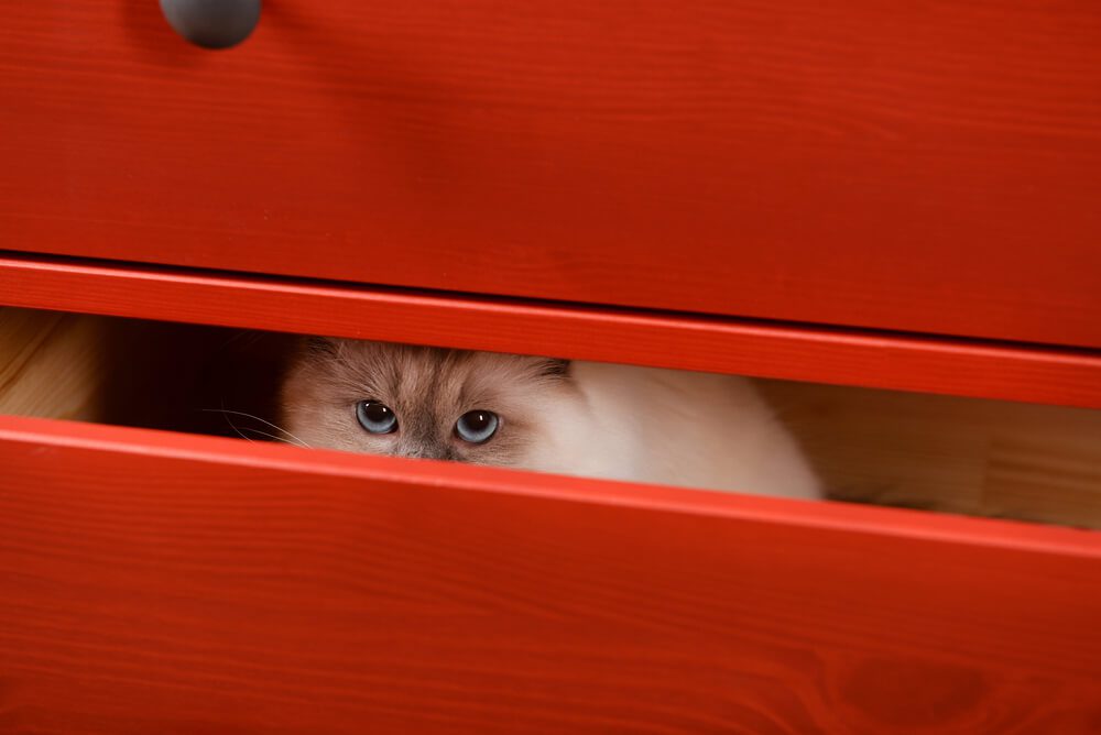 Total Vet What are the Signs of Anxiety in Cats