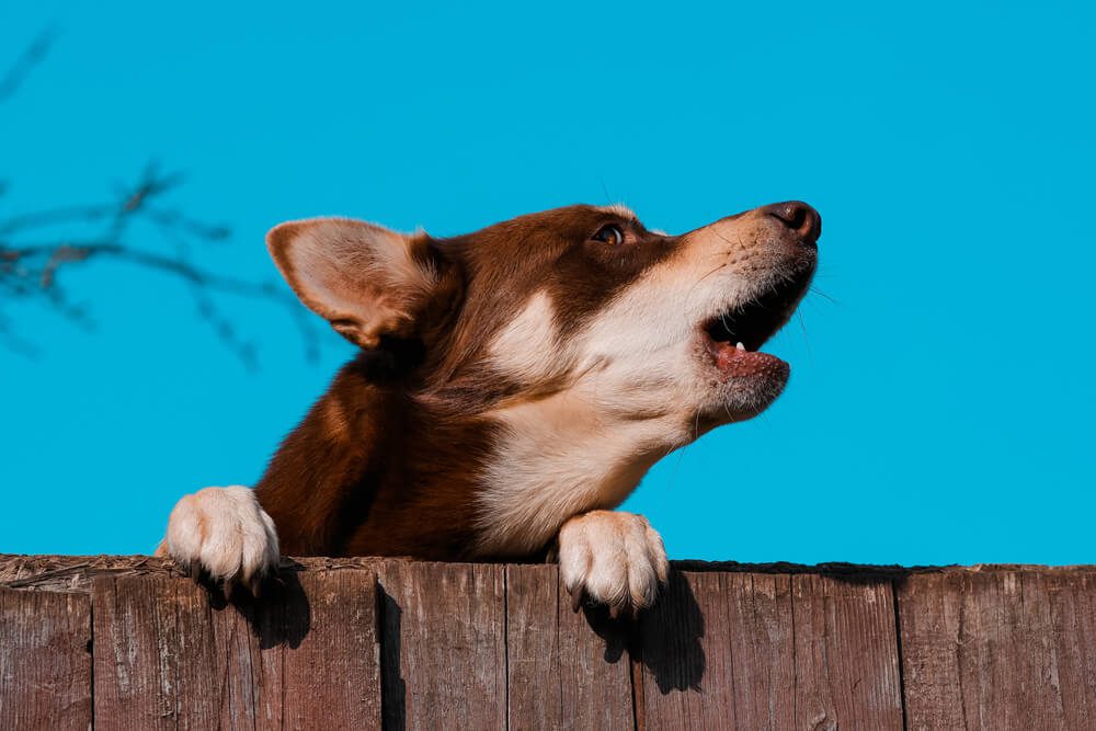 Total Vet What are the Signs of Separation Anxiety in Dogs