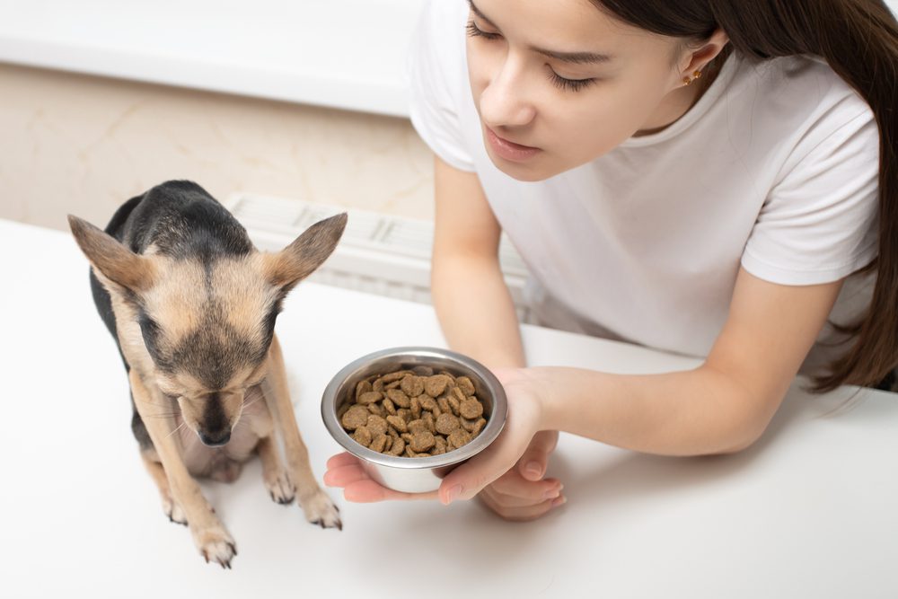 Total Vet What are the Signs of Testicular Cancer in Dogs