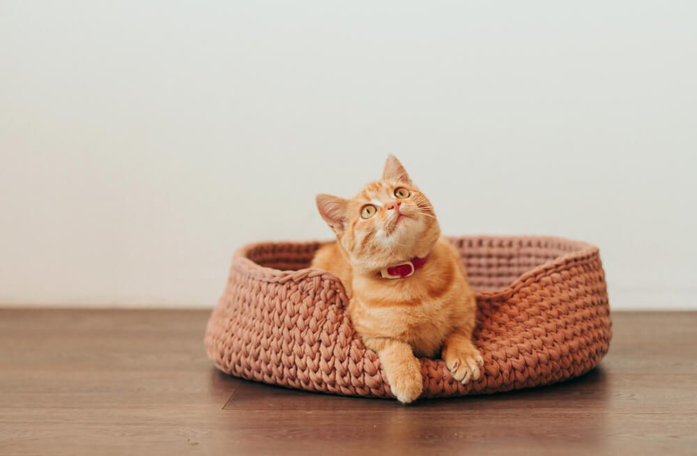Total Vet What can I do When My Cat is Anxious