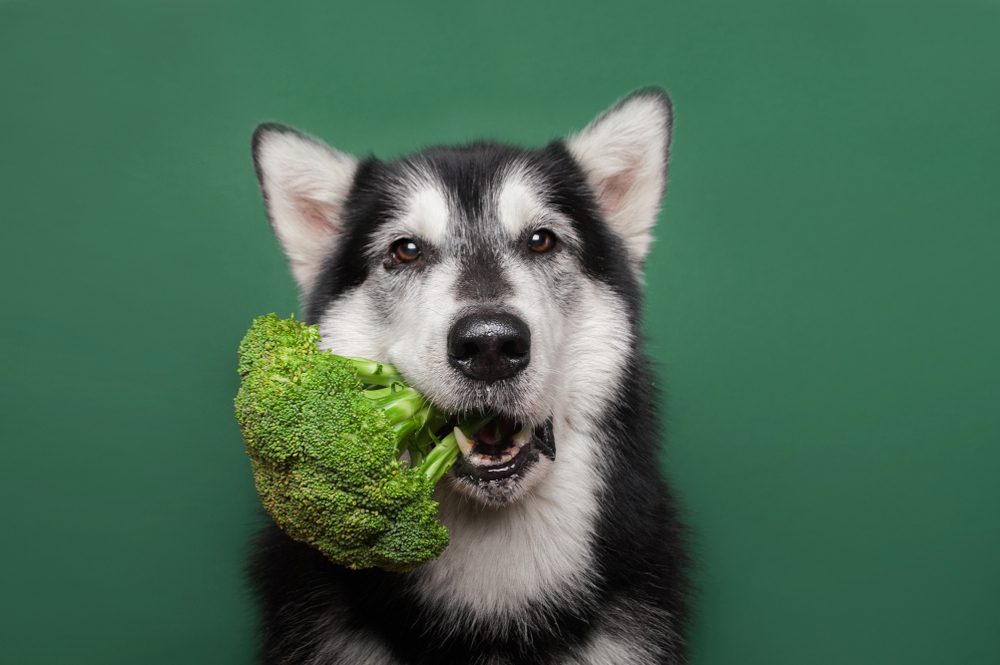 Total Vet What can I do to Prevent Kidney Cancer in Dogs