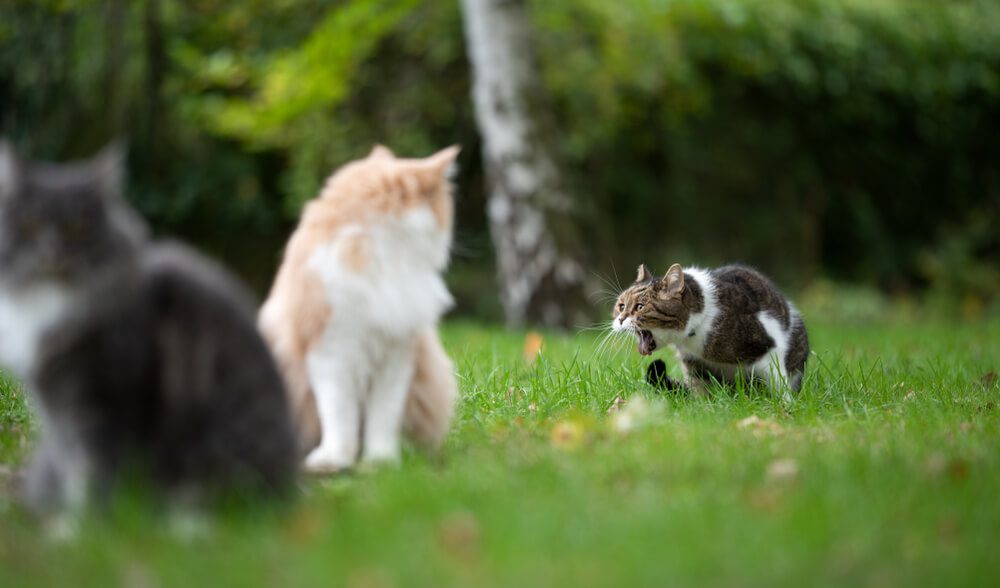 what is acute cat vomiting