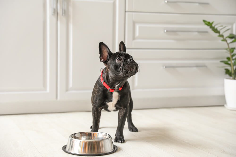 What is Vegan Dog Food