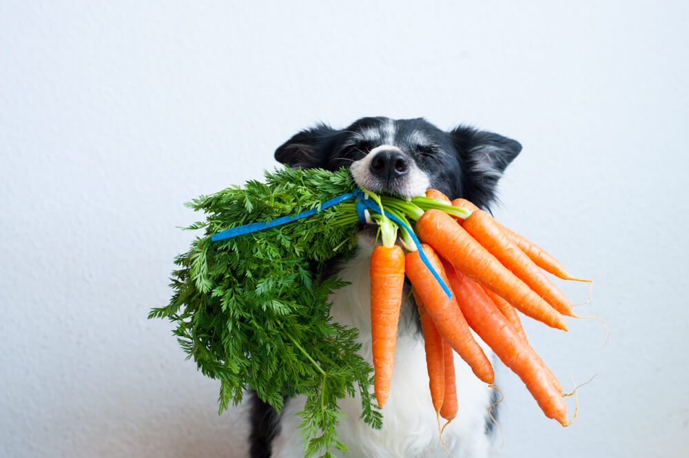 What is the Healthiest Vegan Dog Food
