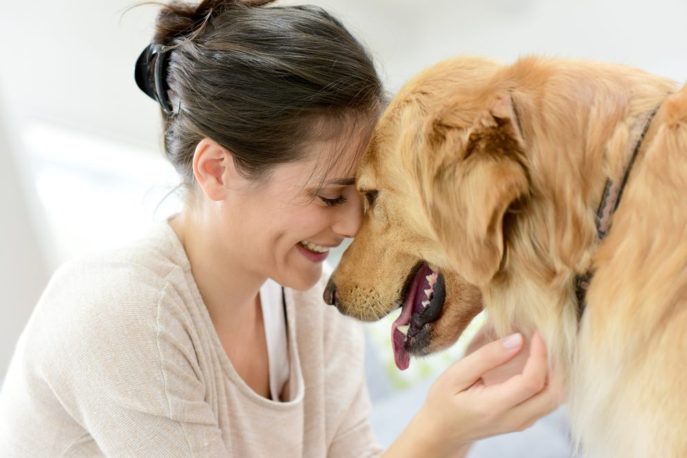 Total Vet What is the Recovery of Abortion in Dogs