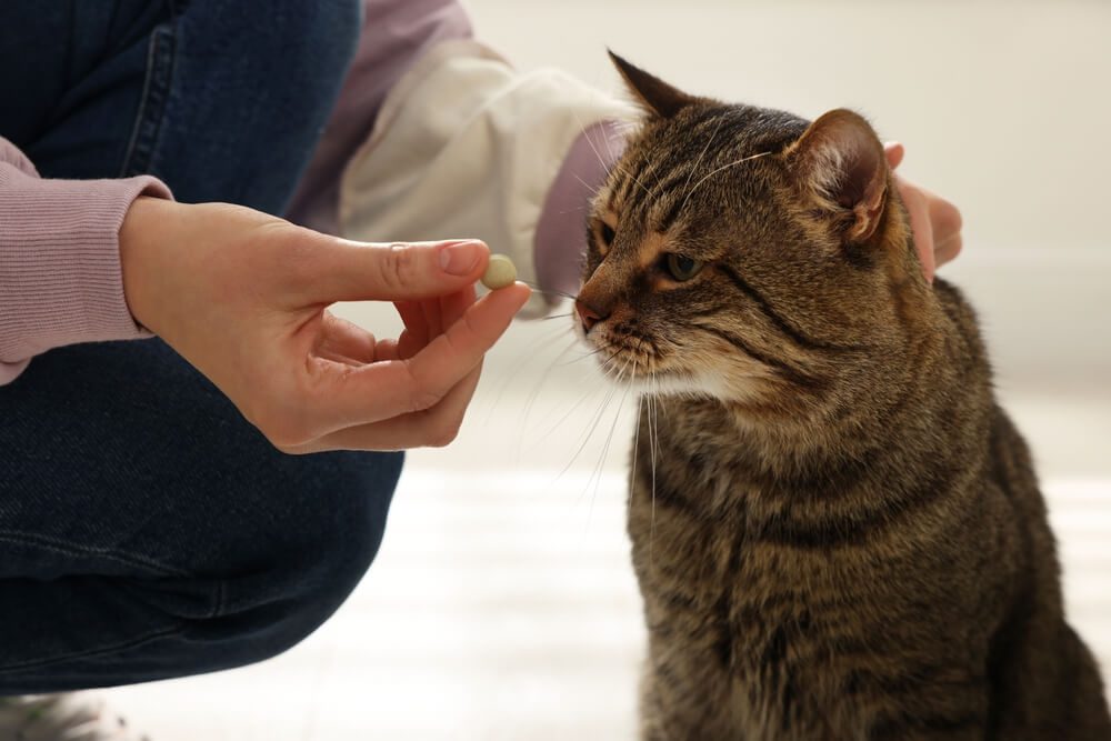 What to Give a Cat for Vomiting