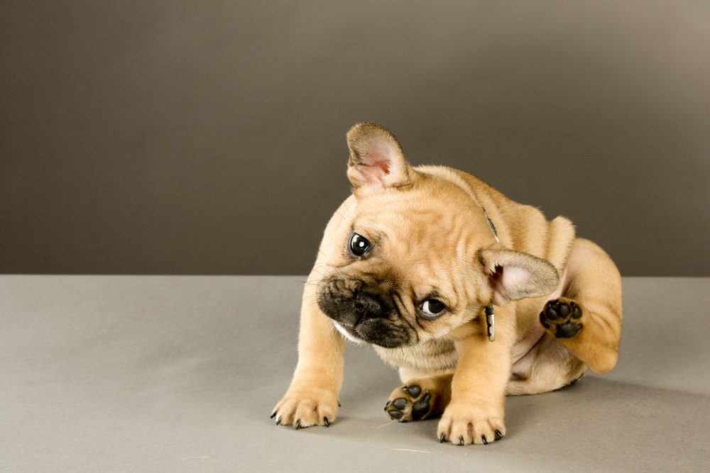 Total Vet When to Use Apoquel for Dogs