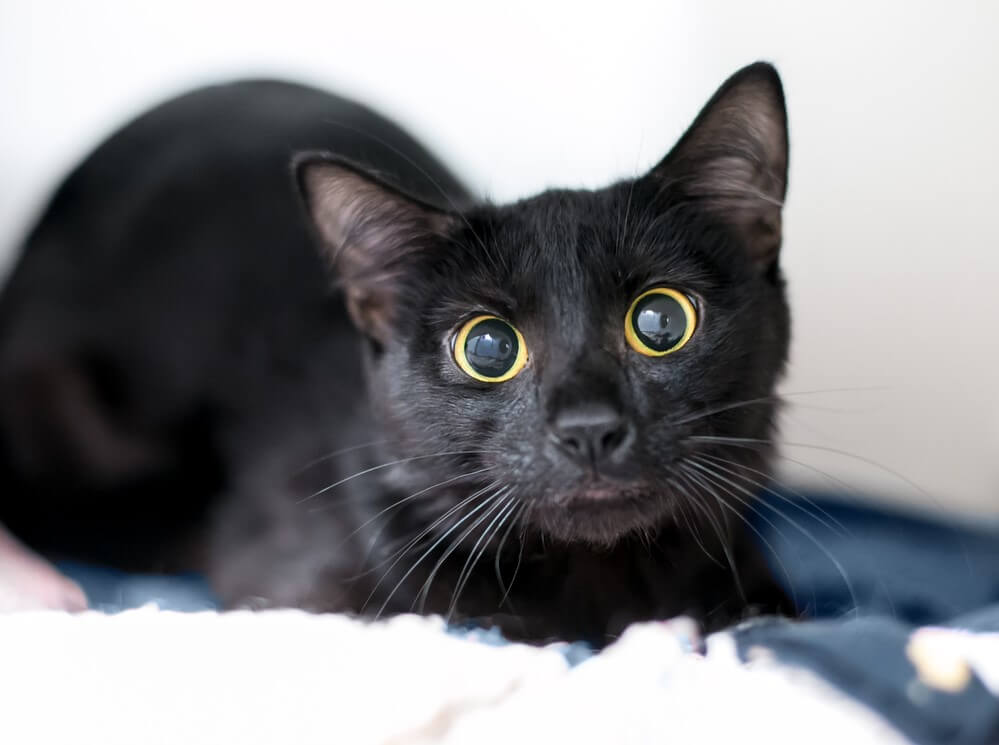 Cat with dilated eyes