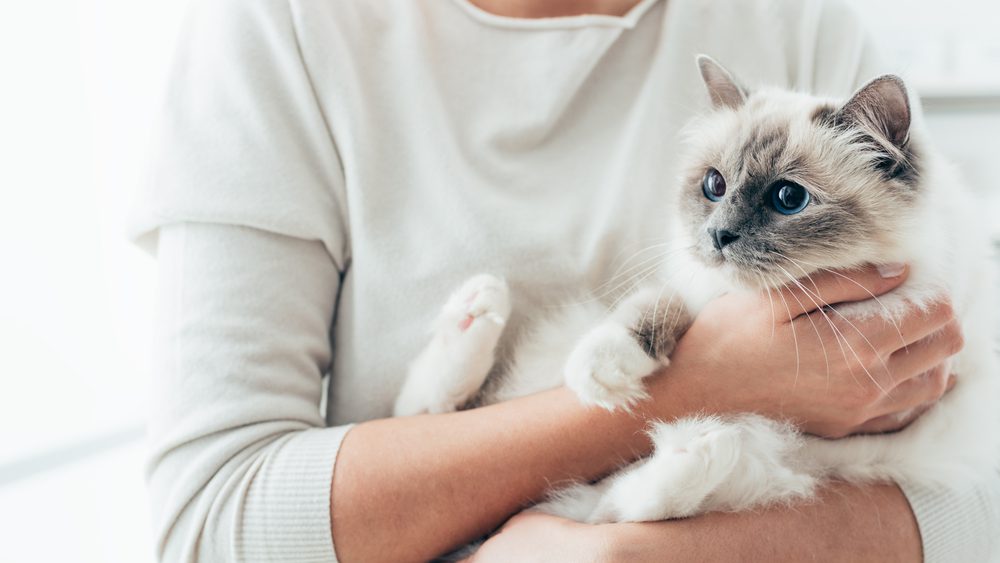 Total Vet cuddly happy cat