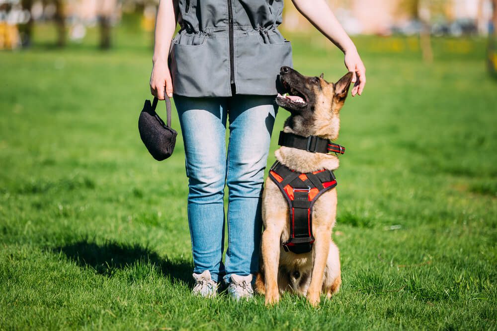 Total Vet dog trainer salary how much do dog trainers make