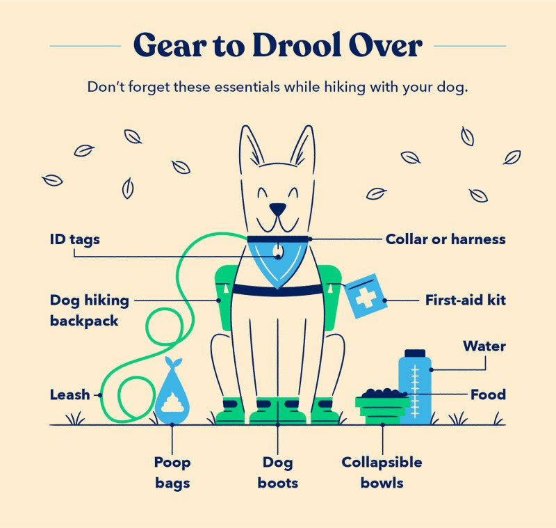 an illustration of a dog wearing a dog hiking backpack and surrounding by other dog hiking gear to pack when you go hiking with dogs