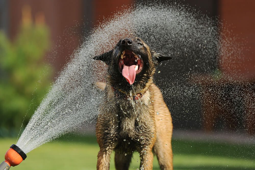 Total Vet how can I help my dog cool down