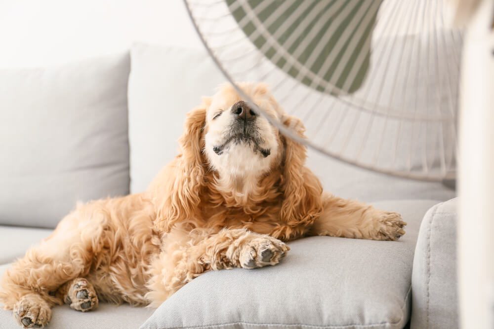 Total Vet how to keep dogs safe in hot weather summer safety tips